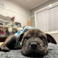 Photo of Potato   9 Week Old Shar Pei X Staffy 