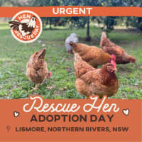 Photo of Hen Rescue  Lismore