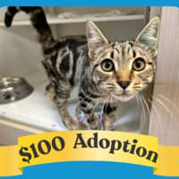 Photo of Kipper