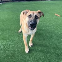 Photo of Leo Imp 1552