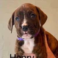 Photo of Henry