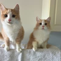 Photo of Tommy & Jerry