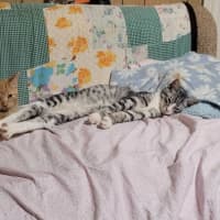 Photo of Lord Meowington