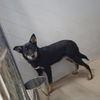 Photo of Bindi