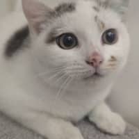 Photo of Nami