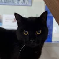 Photo of Apollo
