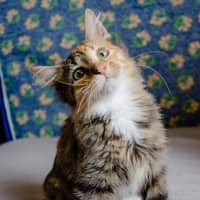 Photo of Marble