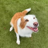 Photo of Luna