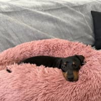 Photo of Sequin