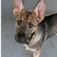 Photo of Bullet