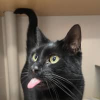 Photo of Soot