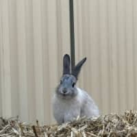 Photo of Jasmine And Josie