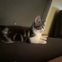 Photo of Lenni   In Foster In Oak Park