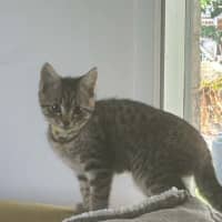 Photo of Bella Meet Me@Petstock Chelsea