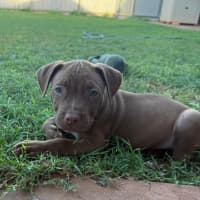 Photo of Harvey