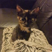 Photo of Pumpkin (Torti)