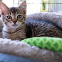 Photo of Ash