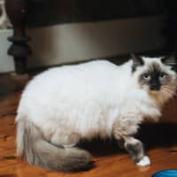 Photo of Pepper
