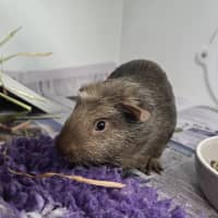 Photo of Basil