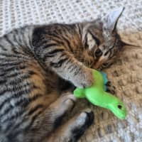 Photo of Pineapple   Located In Kensington