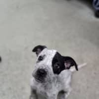 Photo of Dixie