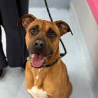 Photo of Apollo