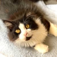 Photo of Chase Brushtail