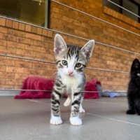 Photo of Stripey   8 Week Old Domestic Shorthair