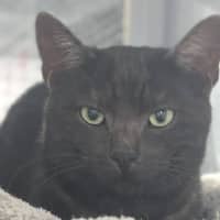 Photo of Kipper