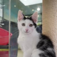Photo of Peanut