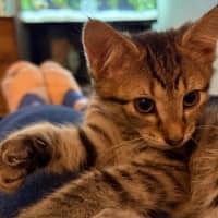 Photo of Rosie