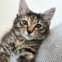 Photo of Francesca Moo