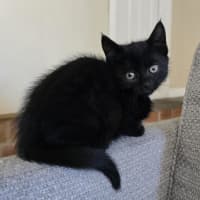 Photo of Frankie   9 Week Old Dsh
