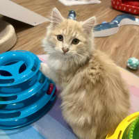 Photo of Juniper   In Foster In Doreen