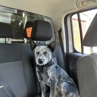 Photo of Fella   2 Year Old Cattle Dog (On Trial)