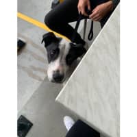 Photo of Ace *$250 Adoption Fee*