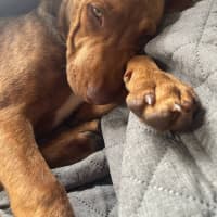 Photo of Gingermegs