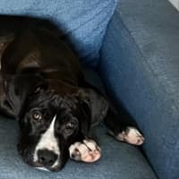 Photo of Nero   3 Month Old Great Dane X (Trial)