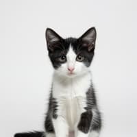 Photo of Oreo