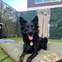 Photo of Nova