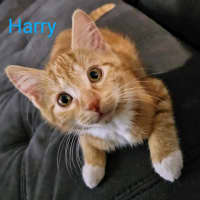 Photo of Harry Meet Me@Petstock Carrum Downs Store