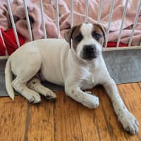 Photo of Beanie Baby