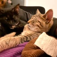 Photo of Frankie   6 Month Old Domestic Medium Hair
