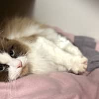Photo of Cece