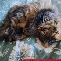 Photo of Kittykat