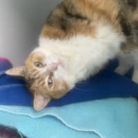 Photo of Brioche