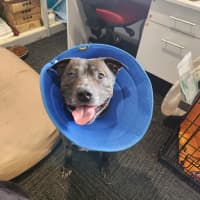 Photo of Vinnie (66557)