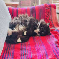 Photo of Kormos   Located In Thornbury