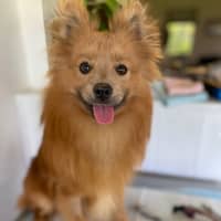 Photo of Pompom