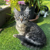Photo of King